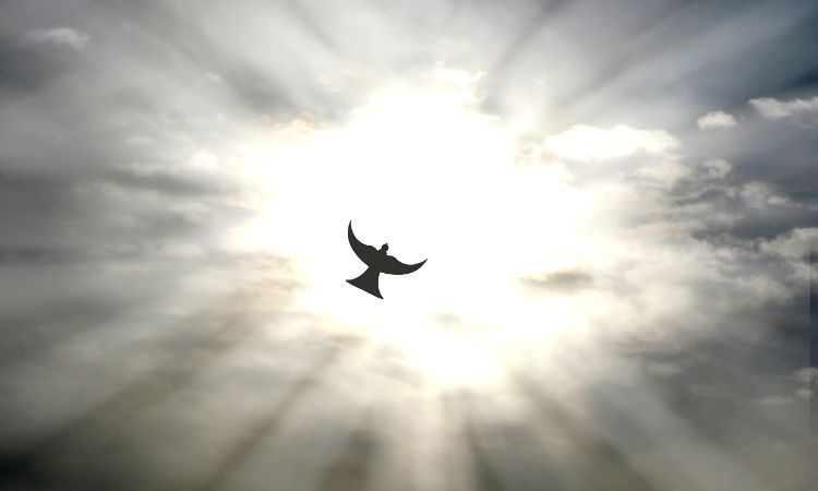 Silueta de un ave volando a través de luz solar brillante y nubes
