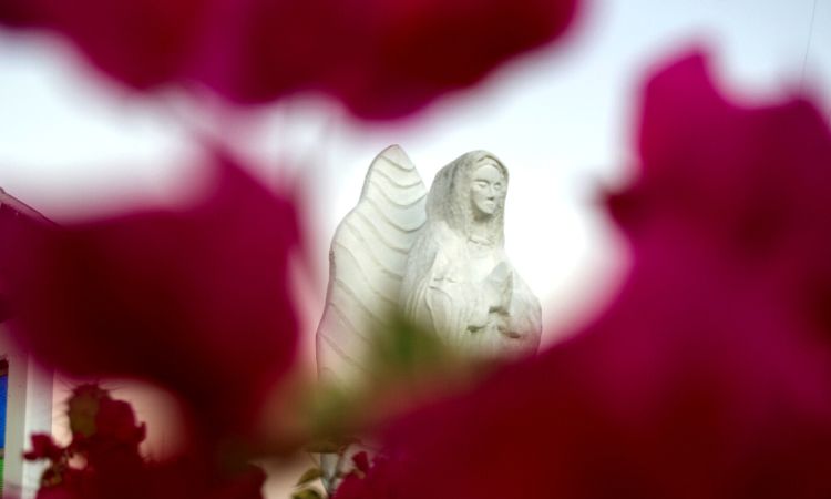 Estatua blanca de figura religiosa con alas entre flores rojas desenfocadas